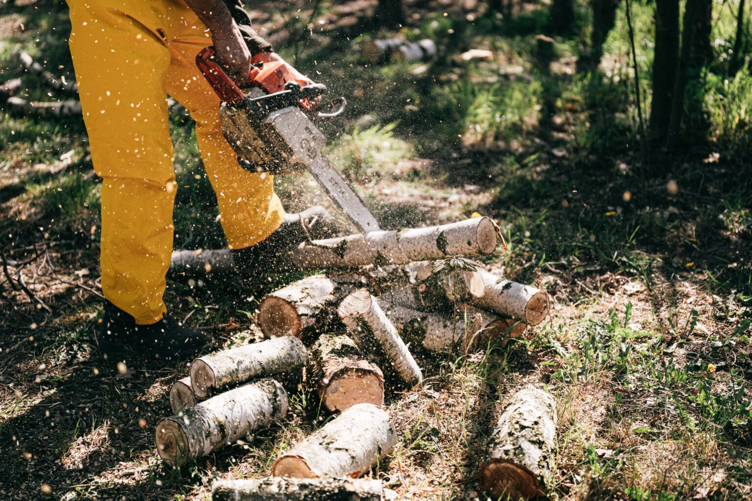 A man in a forest cutting small logs with an electric chainsaw