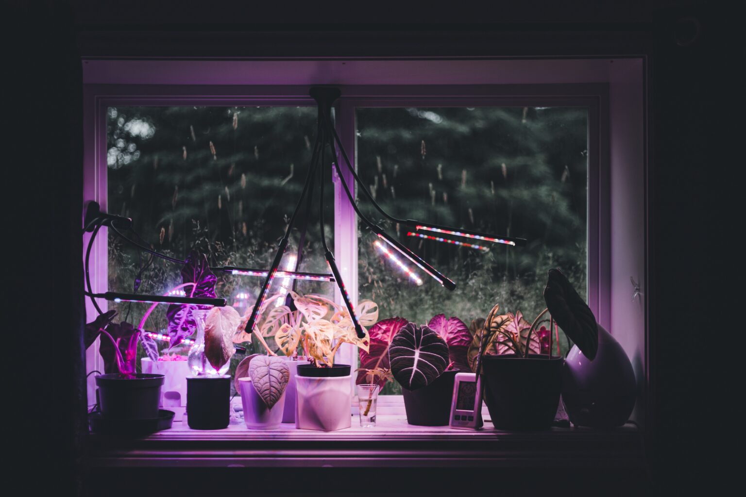 Plants on a windowsill in a dark room with UV LEDs hanging from the ceiling above them