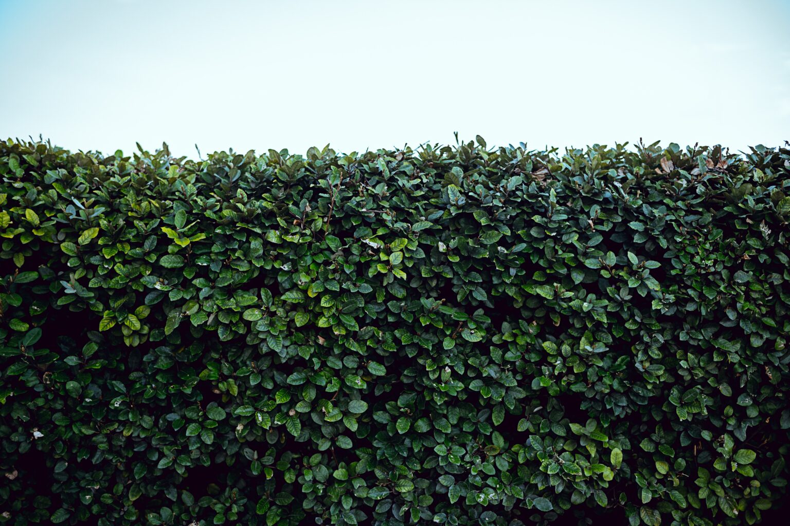 A hedge with a sky above it