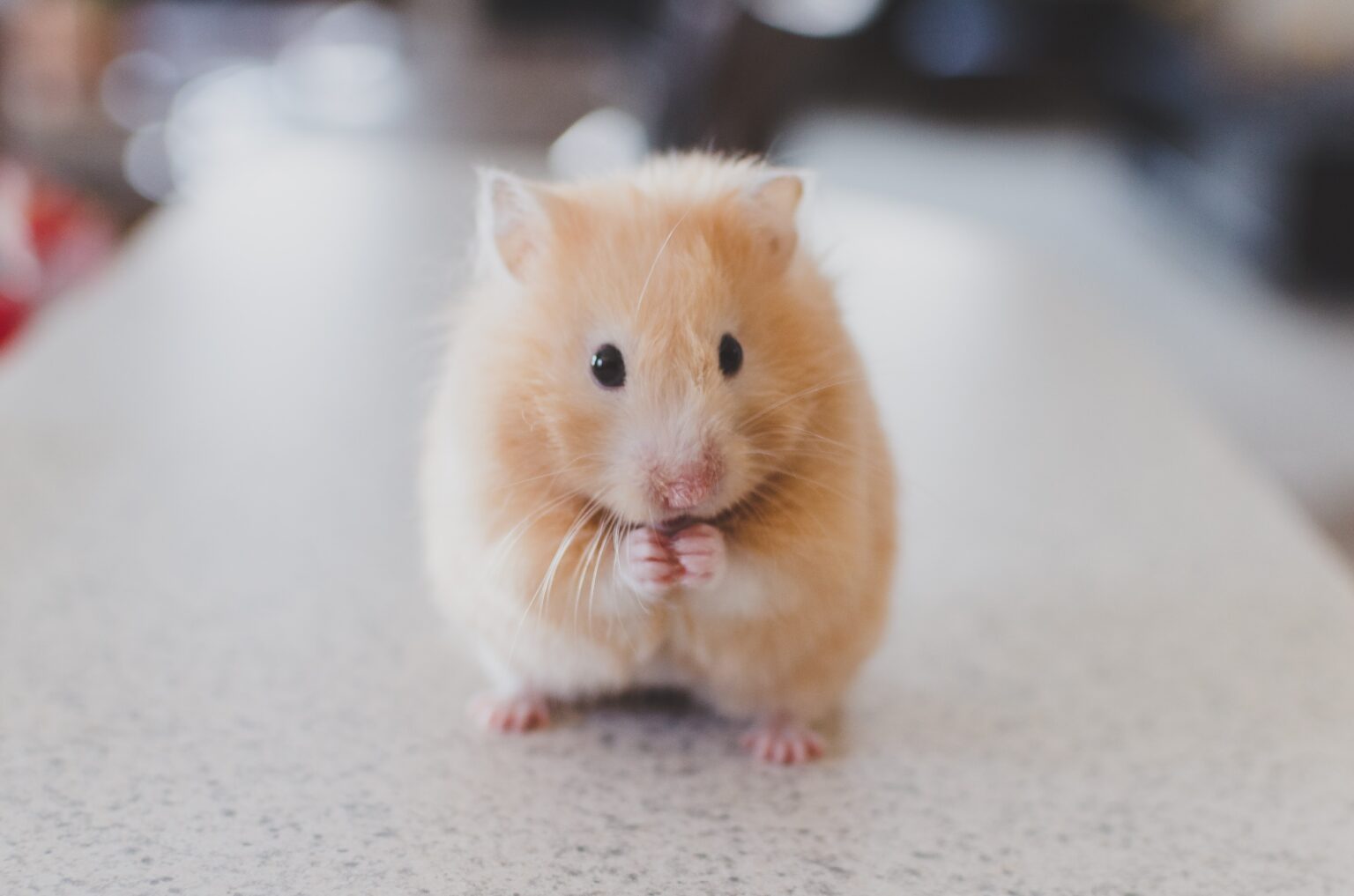 A closeup of a small mouse with it's hands together