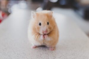 A closeup of a small mouse with it's hands together